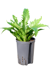 Hydroplant Asplenium Antiquum Gioia