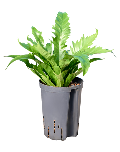 Hydroplant Asplenium