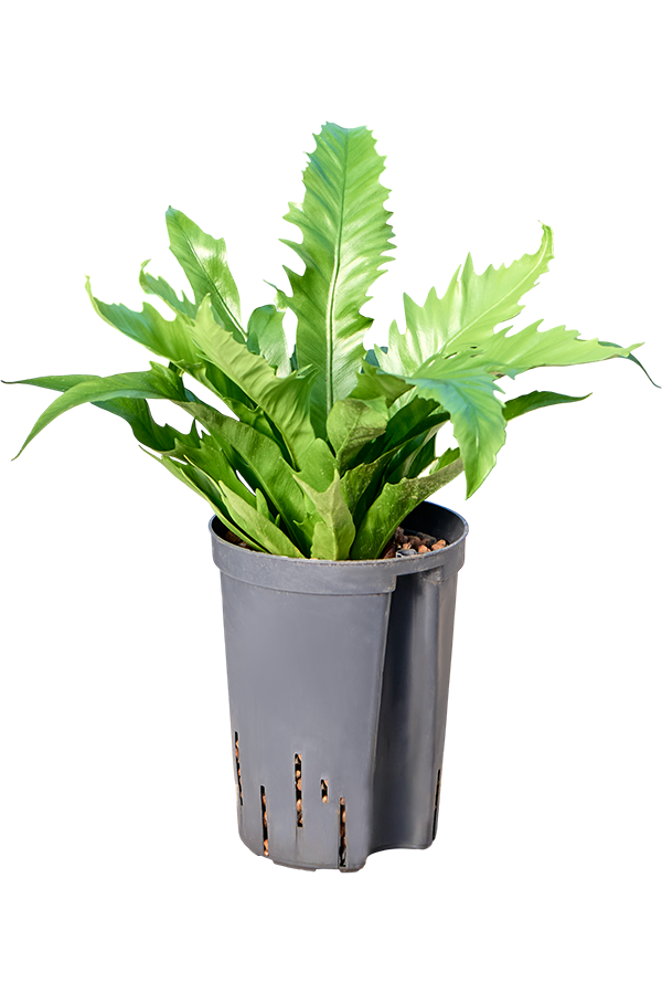 Hydroplant Asplenium Antiquum Gioia