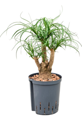 Plante hydro Beaucarnea Recurvata