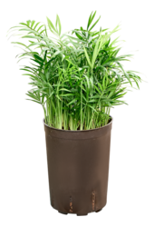 Hydroculture Chamaedorea Elegans