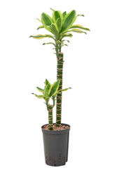 Dracaena Fragrans Gold King en hydroculture