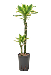 Hydroplant Dracaena Fragrans Gold King