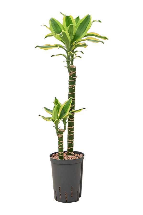 Dracaena Fragrans Gold King en hydroculture
