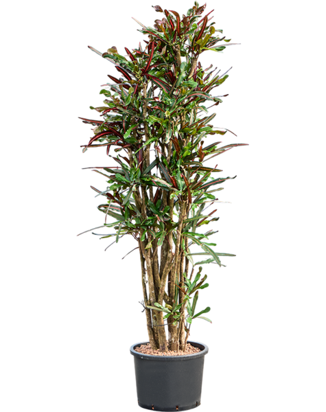 Hydroplant Croton