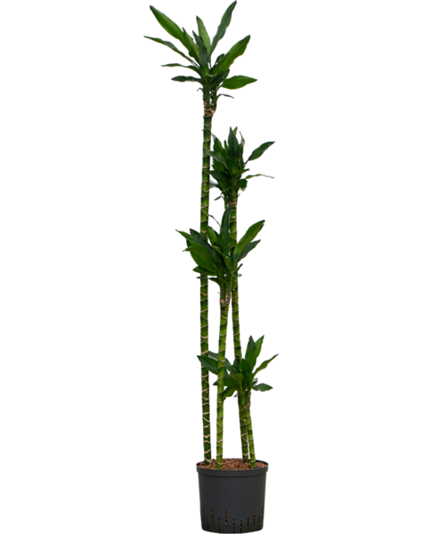 Dracaena en hydroculture