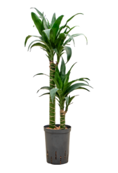 Hydroplant Dracaena Deremensis Black Beauty