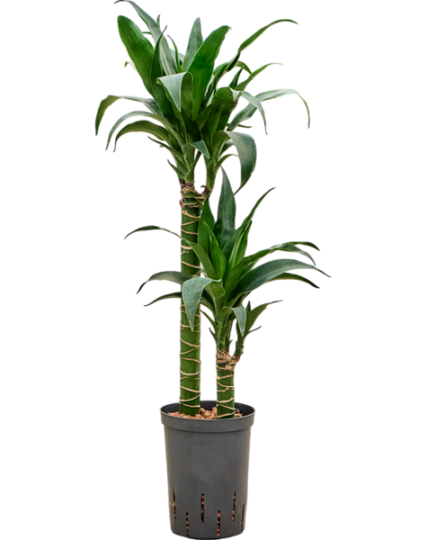 Dracaena en hydroculture
