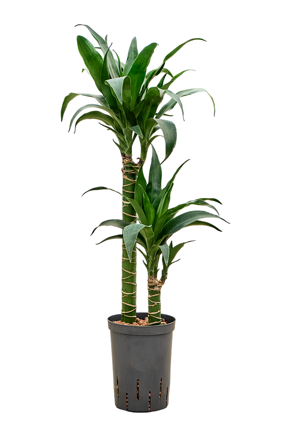 Hydroplant Dracaena Deremensis Black Beauty