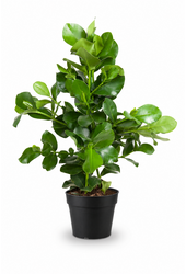 Clusia Rosea