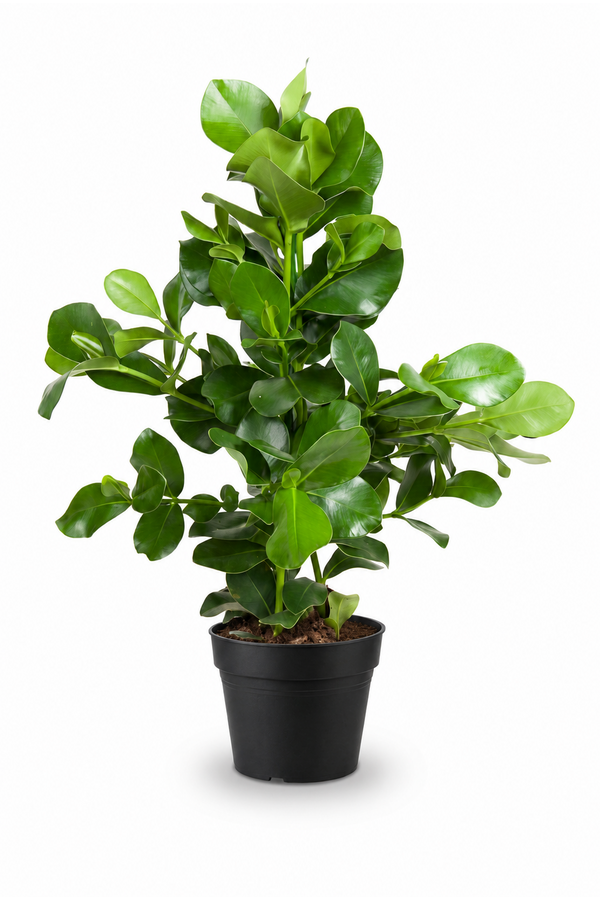 Clusia Rosea