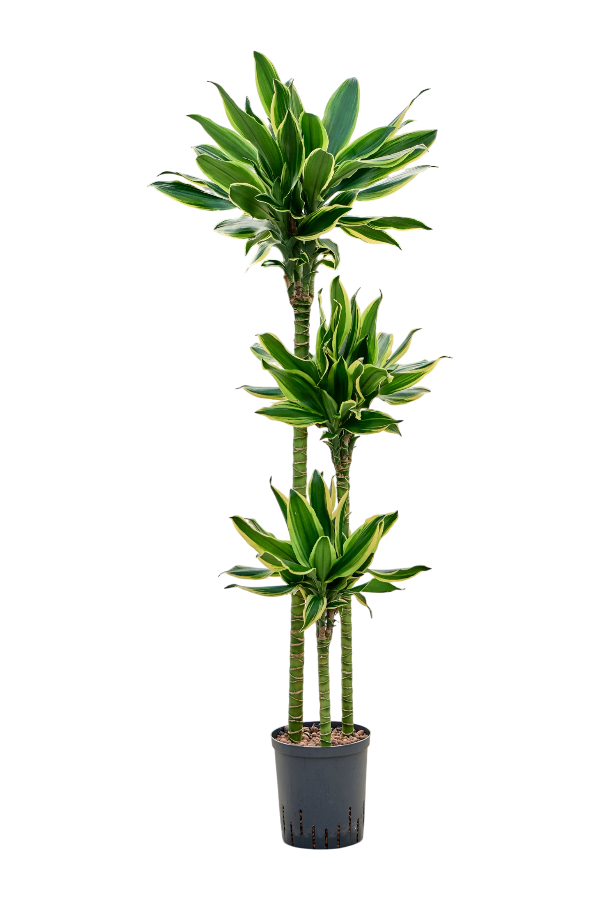 Dracaena Fragrans Gold King en hydroculture