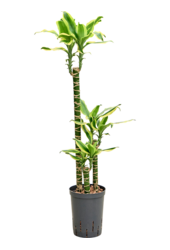 Hydroplant Dracaena Fragrans Gold King