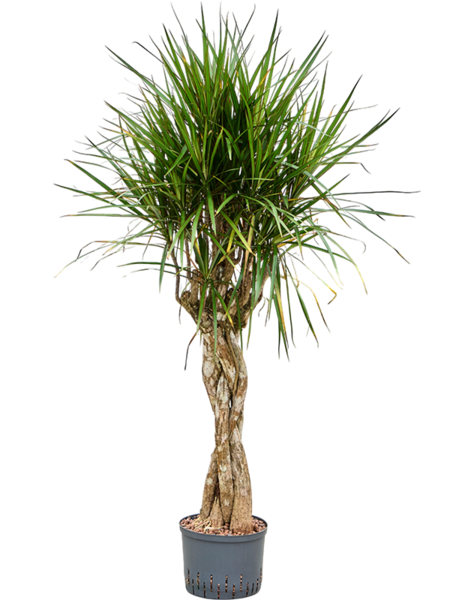 Hydroplant Dracaena