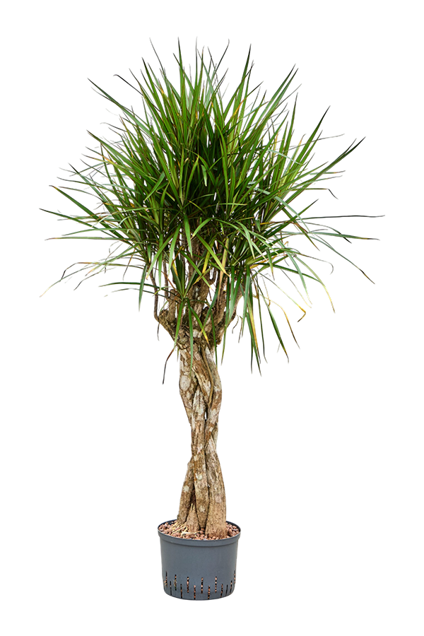 Hydroplant Dracaena Marginata