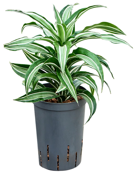 Hydroplant Dracaena