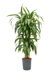 Dracaena Fragrans Hawaiian Sunshine en hydroculture