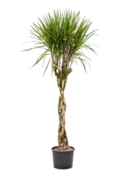 Hydroplante Dracaena Marginata