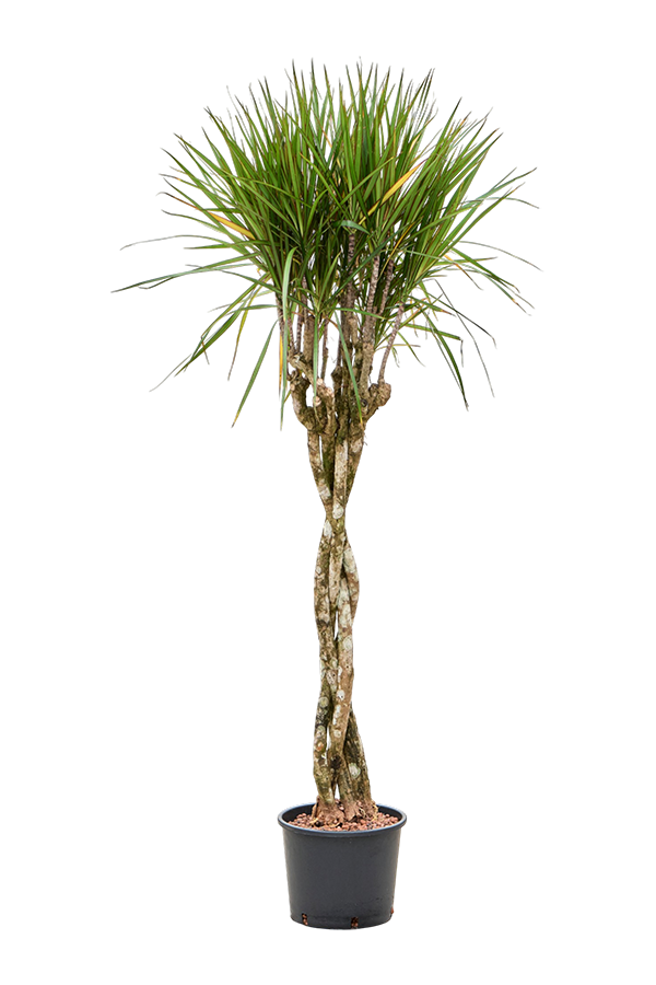 Hydroplante Dracaena Marginata