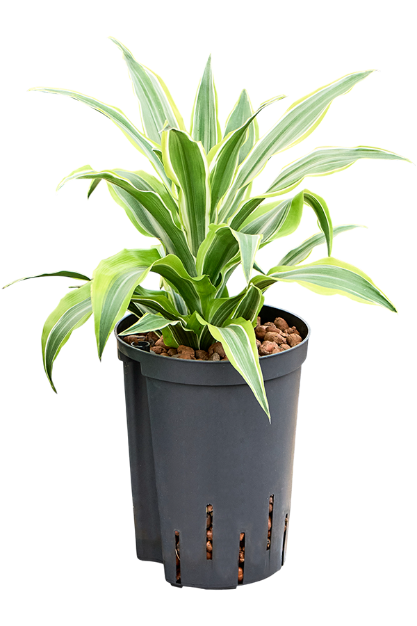 Hydroplant Dracaena Fragrans Surprise