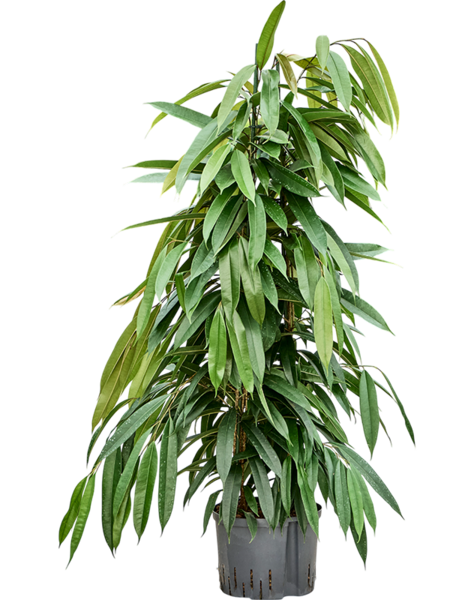 Ficus hydroculture