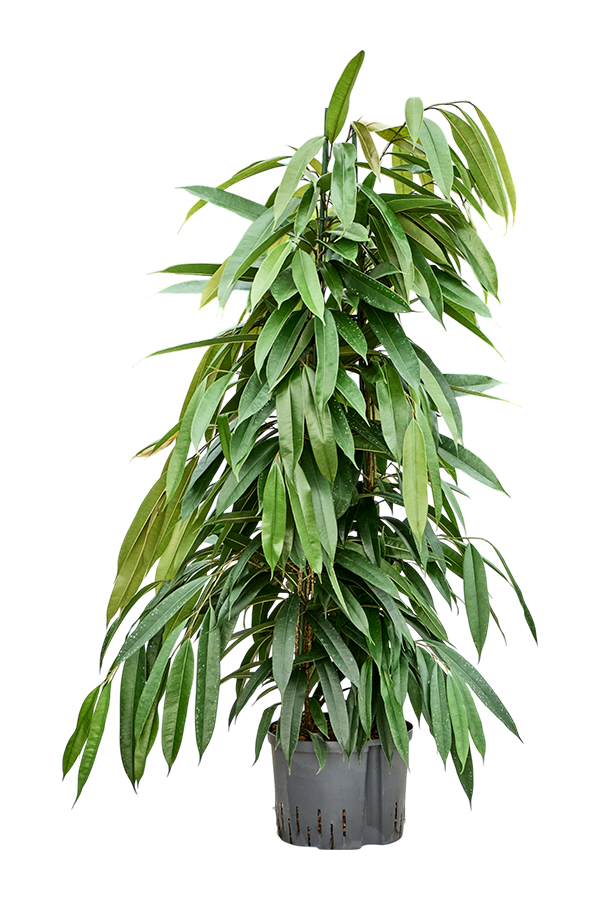 Hydroplant Ficus Binnendijkii Amstel King