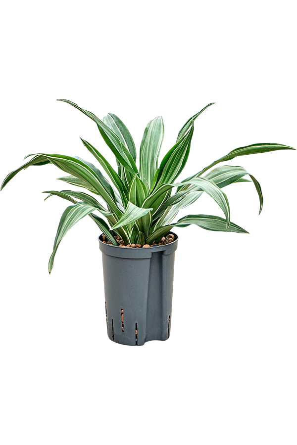 Hydroplant Dracaena Fragrans Ulises