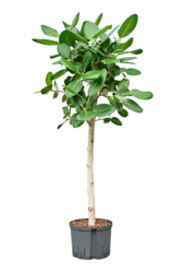 Hydroplant Ficus Benghalensis Audrey