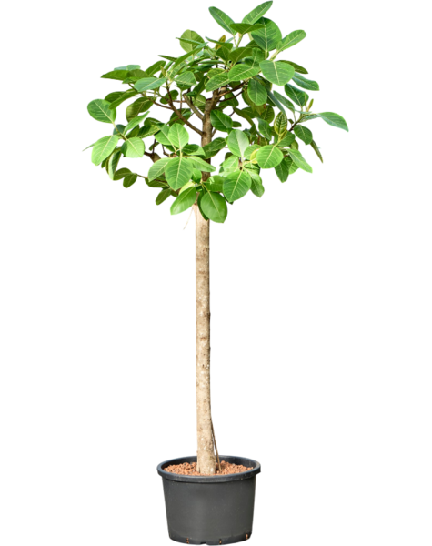 Ficus en hydroculture