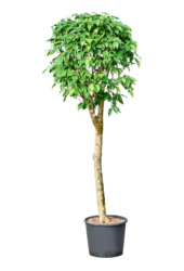 Ficus Benjamina colonnaire en hydroculture