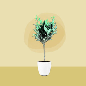 Laurier (Laurus Nobilis)