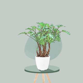 Philodendron