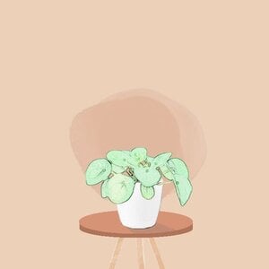 Plante à crêpes