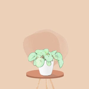Plante grasse