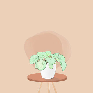 Plante grasse