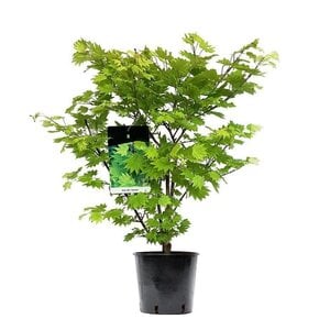 Érable japonais Acer