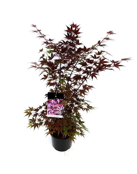 Acer