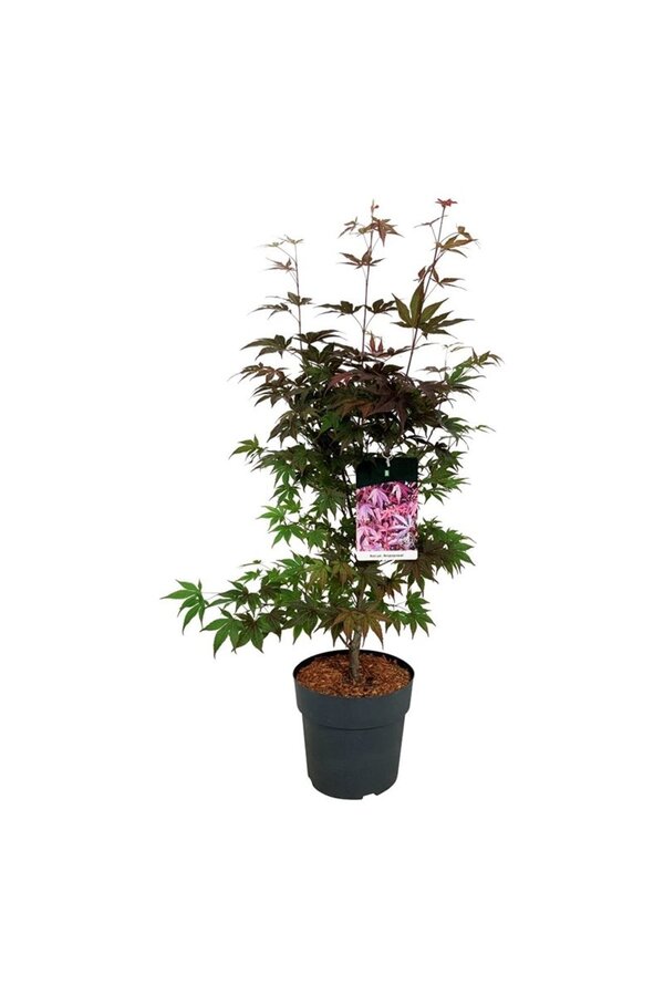 Érable Acer Atropurpureum