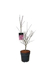 Érable Acer Atropurpureum