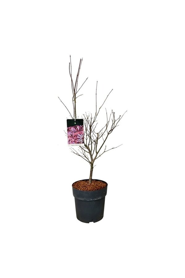 Érable Acer Atropurpureum