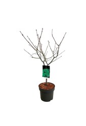 Érable Acer japonicum Aconitifolium