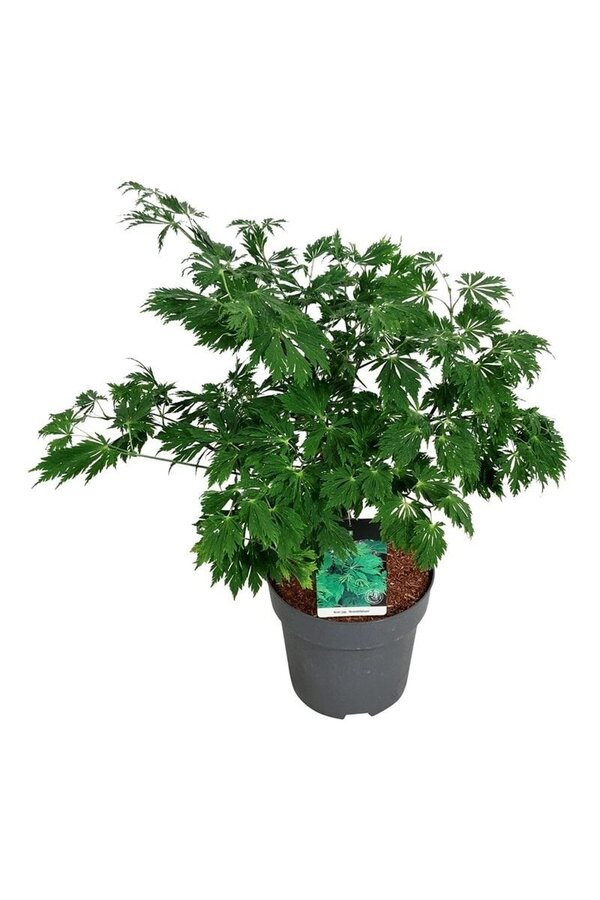 Érable Acer japonicum Aconitifolium