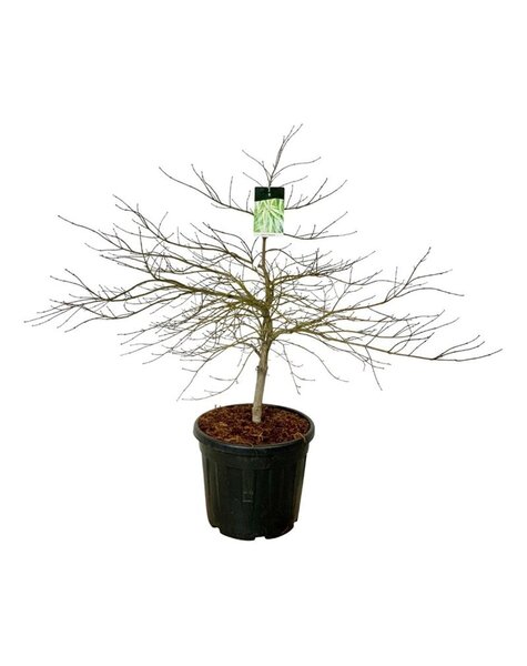 Acer