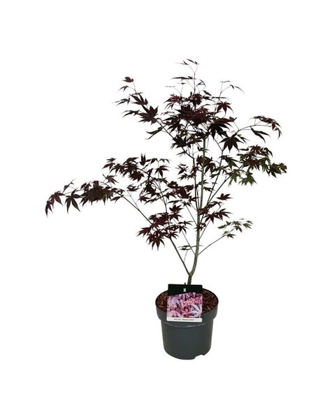 Acer