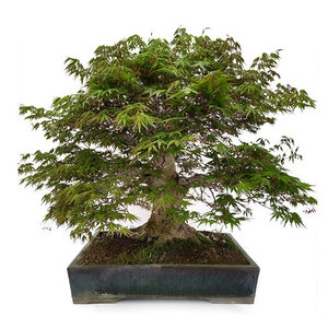 Bonsai