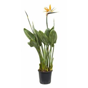 Paradijsvogelplant