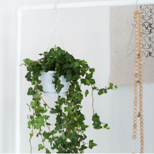 Klimplanten