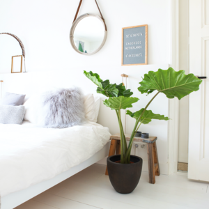 Slaapkamer plant
