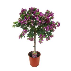 Polygala
