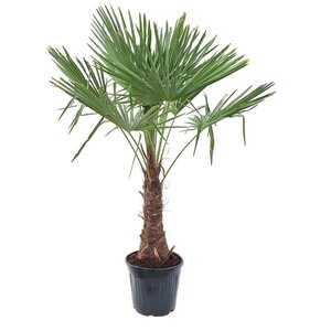 Trachycarpus